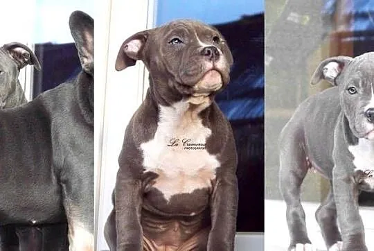 American Staffordshire Terrier Amstaff Suczka, Opolskie, Paczków