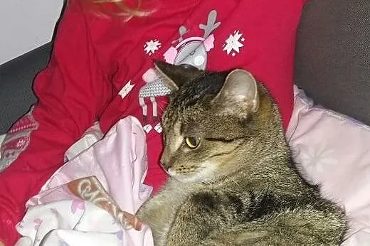 8 miesięczna kociczka Daisy szuka domu po steryliz