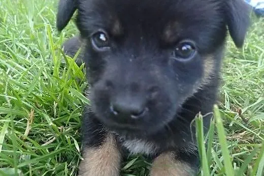 do adopcji 7tygodniowa KALINA filmik,  łódzkie Łódź