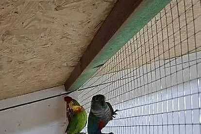 Rudosterka czerwonobrzucha, Lubuskie, Szlichtyngowa