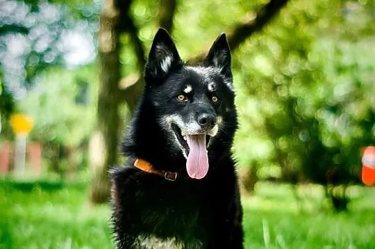 Snack gotowy do adopcji! ❤, Łódzkie, Tomaszów Mazowiecki