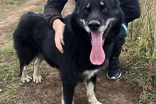 Snack gotowy do adopcji! ❤, Łódzkie, Tomaszów Mazowiecki