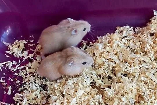 Okazja tylko dziś chomiki Dżungalskie młode samiczki i samce, Wielkopolskie, Trzcianka