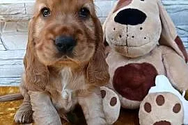 Śliczne Szczenięta Cocker Spaniel Angielski