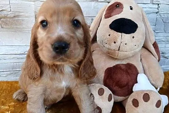 Śliczne Szczenięta Cocker Spaniel Angielski, Łódzkie, Sieradz
