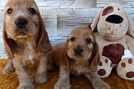 Śliczne Szczenięta Cocker Spaniel Angielski, Łódzkie, Sieradz