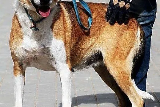 STRZAŁA piękna, większa sunia 3 lata straciła w ra