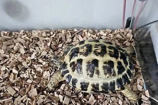 Sprzedam żółwia stepowego