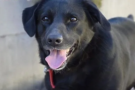 Przemila, młoda Sisi, grzeczna suczka do adopcji, 
