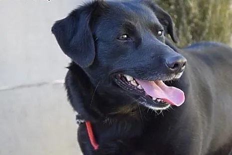 Przemila, młoda Sisi, grzeczna suczka do adopcji, 