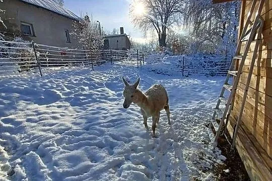 Samica alpaka suri, Opolskie, Opole