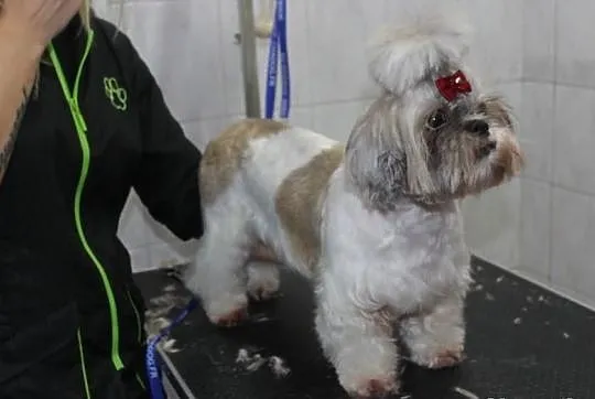 Psi fryzjer TopDog Strzyżenie Trymowanie psów