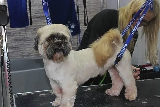 Psi fryzjer TopDog Strzyżenie Trymowanie psów