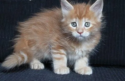 Urocza koteczka Maine Coon po Championach, dolnoś