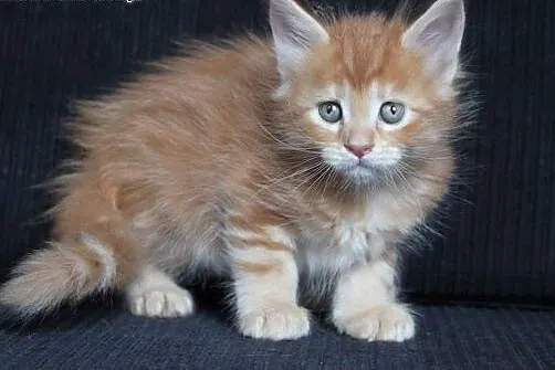 Urocza koteczka Maine Coon po Championach,  dolnoś