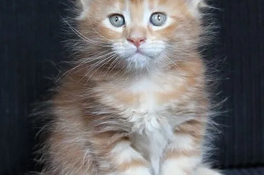 Urocza koteczka Maine Coon po Championach,  dolnoś