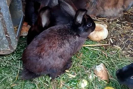 Witam sprzedam króliki