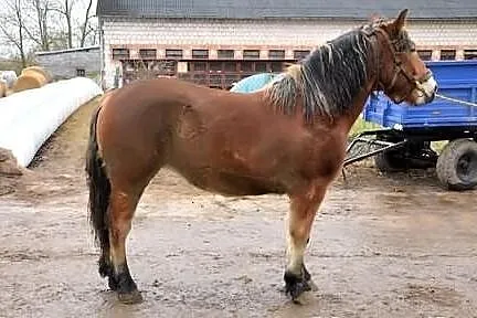Sprzedam klacz zimnokrwistą