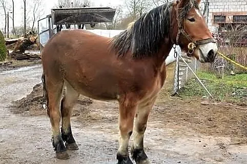 Sprzedam klacz zimnokrwistą