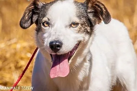 OTOZ Animals - Basia - mała kochana suczka o bursztynowych oczach!,  pomorskie Tczew
