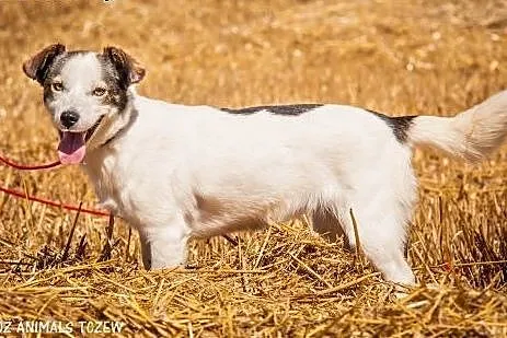 OTOZ Animals - Basia - mała kochana suczka o bursz
