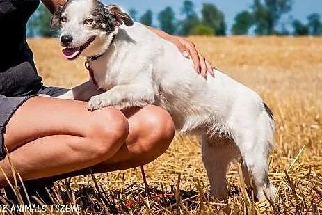 OTOZ Animals - Basia - mała kochana suczka o bursz