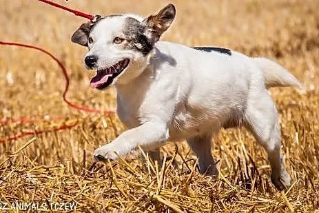 OTOZ Animals - Basia - mała kochana suczka o bursz