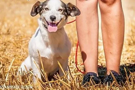 OTOZ Animals - Basia - mała kochana suczka o bursz