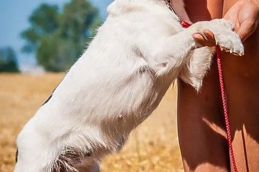 OTOZ Animals - Basia - mała kochana suczka o bursz