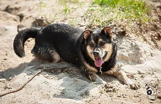 BERCIK - i będziesz miał przyjaciela! Mądry, karny