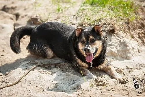 BERCIK - i będziesz miał przyjaciela! Mądry, karny