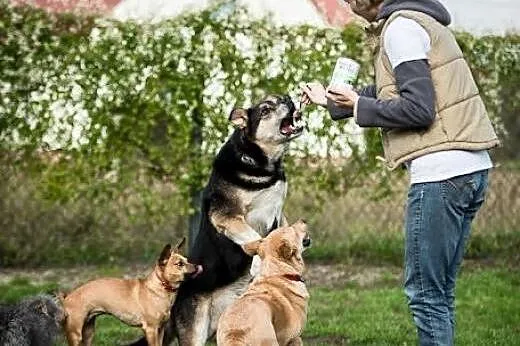 BERCIK - i będziesz miał przyjaciela! Mądry, karny