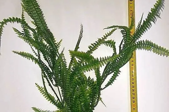 Paprotka roślina dekoracja do akwarium terrarium, Łódzkie, Łódź