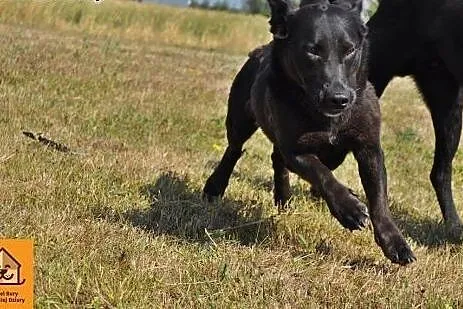 Przyjazna, wesoła Marta do pokochania, do adopcji!