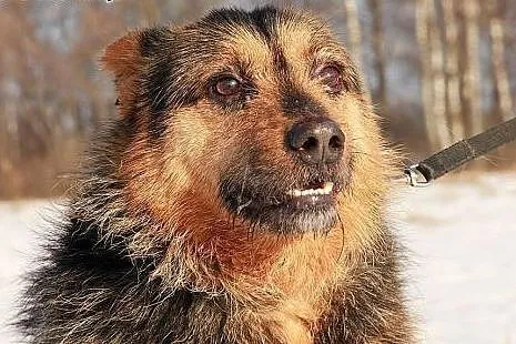 Żwirek kocha ludzi i świat zabierz go ze schronisk