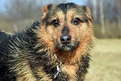 Żwirek kocha ludzi i świat zabierz go ze schronisk