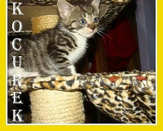 Bengal mix,7 tyg.kocurek,przytulaśny,rozmruczany.A