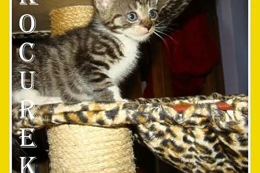 Bengal mix,7 tyg.kocurek,przytulaśny,rozmruczany.A