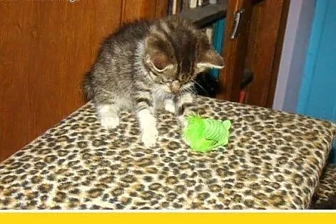 Bengal mix,7 tyg.kocurek,przytulaśny,rozmruczany.A