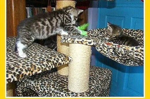 Bengal mix,7 tyg.kocurek,przytulaśny,rozmruczany.A