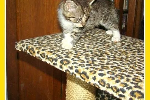 Bengal mix,7 tyg.kocurek,przytulaśny,rozmruczany.A