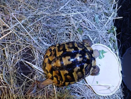 Sprzedam żółw grecki Testudo hermanni, samica 11 lat, , Ożarów mazowiecki 