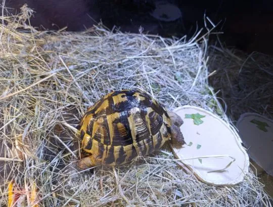 Sprzedam żółw grecki Testudo hermanni, samica 11 lat, , Ożarów mazowiecki 