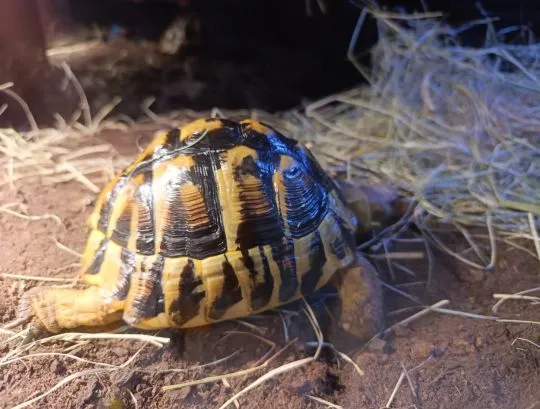 Sprzedam żółw grecki Testudo hermanni, samica 11 lat, , Ożarów mazowiecki 