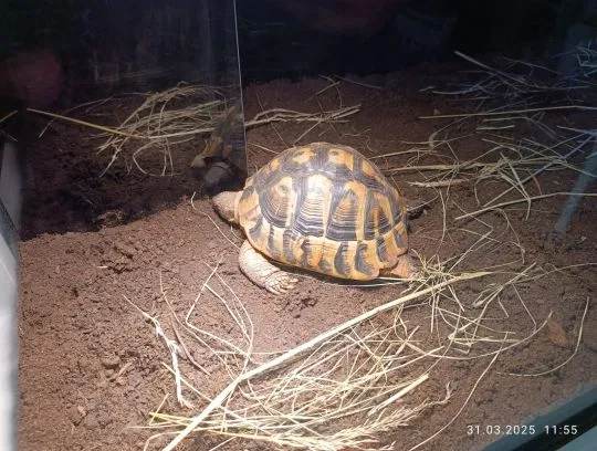 Sprzedam żółw grecki Testudo hermanni, samica 11 lat, , Ożarów mazowiecki 