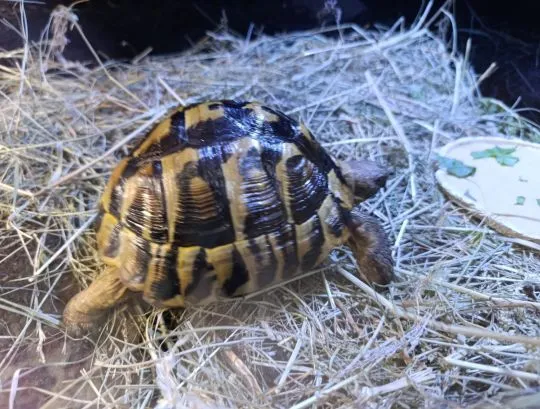Sprzedam żółw grecki Testudo hermanni, samica 11 lat, , Ożarów mazowiecki 