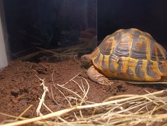 Sprzedam żółw grecki Testudo hermanni, samica 11 lat, , Ożarów mazowiecki 