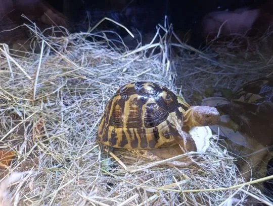 Sprzedam żółw grecki Testudo hermanni, samica 11 lat, , Ożarów mazowiecki 