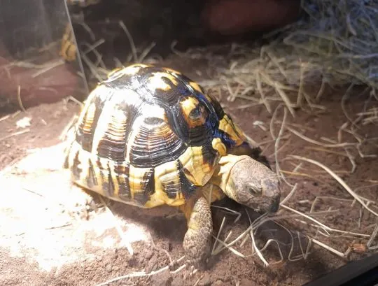 Sprzedam żółw grecki Testudo hermanni, samica 11 lat