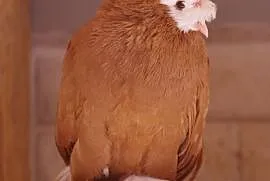 Gołębie Turkot dwuczuby, Szadek